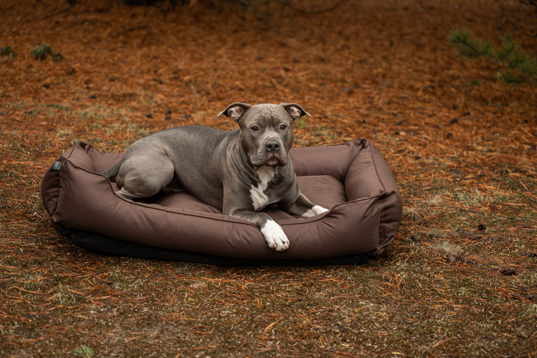 How to Ensure Your Dog's Comfort During Travel. Tips For Travelling With a Pet