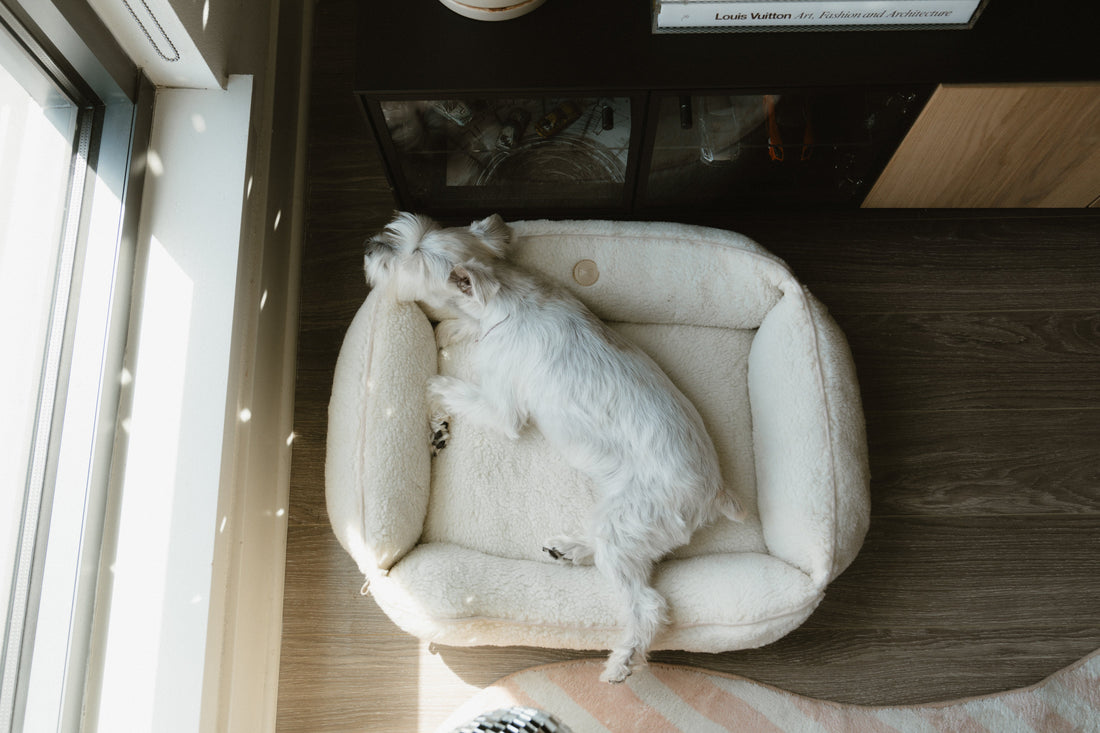 How to Help Your Puppy Sleep Through the Night: Tips, Sleep Chart, and Best Beds for Your Furry Baby