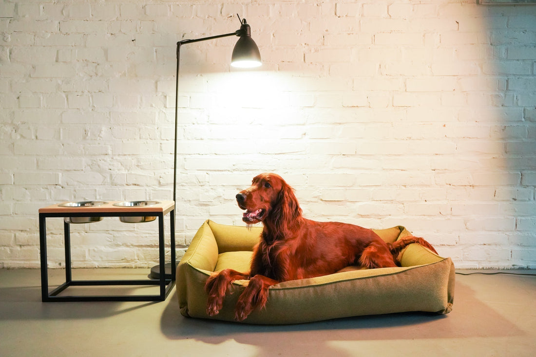 How to Choose the Perfect Bed for Your Large Dog