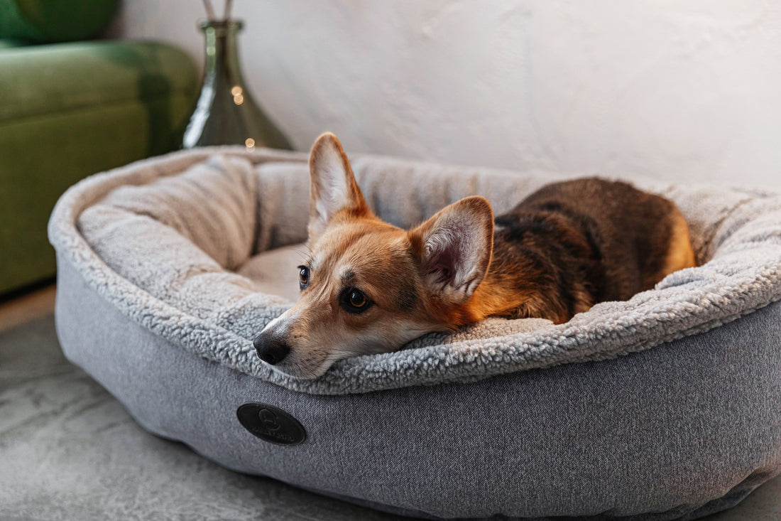 The Ultimate Dog Bed Buying Guide for New Dog Parents