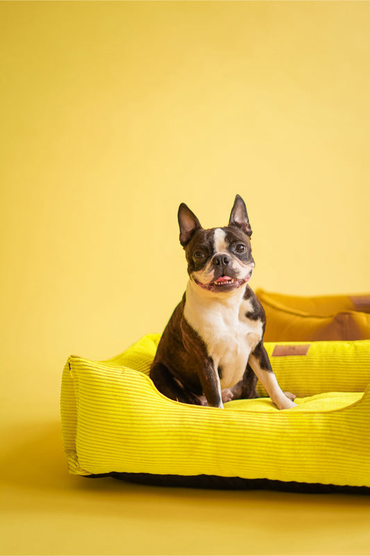 Sunny Sleeper Dog Bed