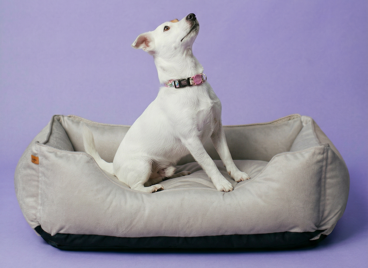 Best Dog Beds for Small Dogs – Chester & Lee